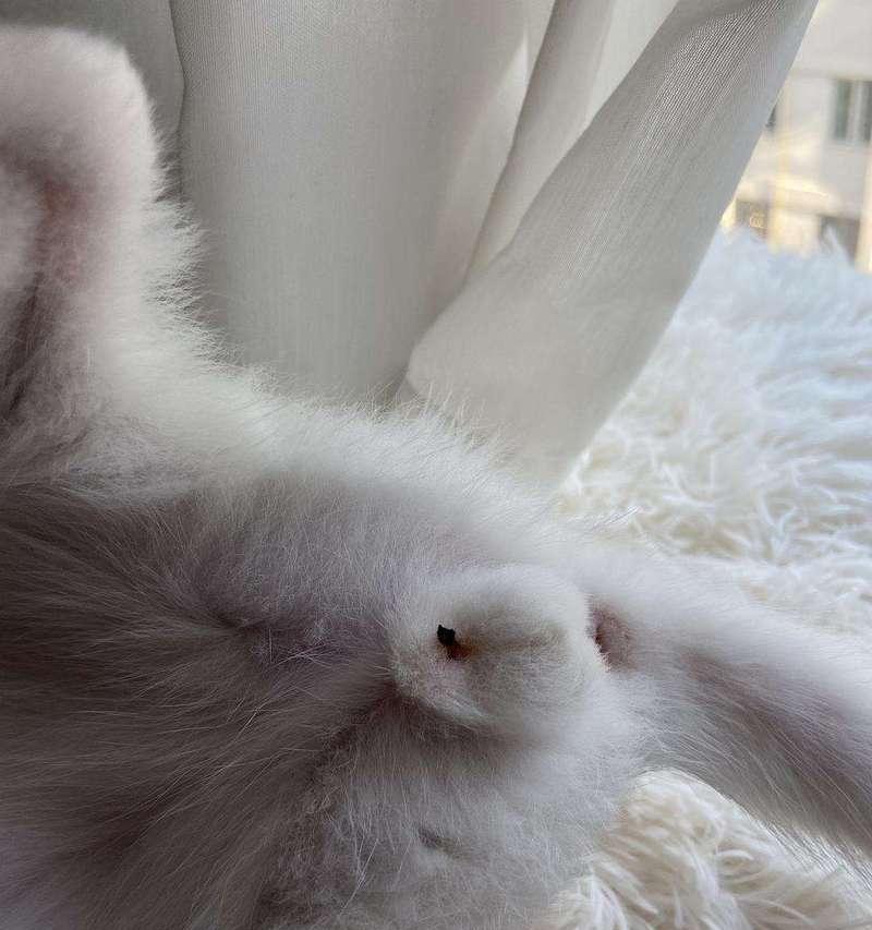 公猫蛋蛋的奇妙探险之旅（寻找世界各地的惊奇景点） - 悠悠酷狗网