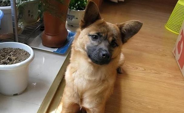 土狗（揭秘土狗为什么如此容易饲养）(图3)