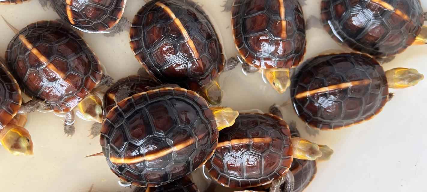 选择什么样的乌龟作为宠物？（乌龟种类和特点一览）(图3)