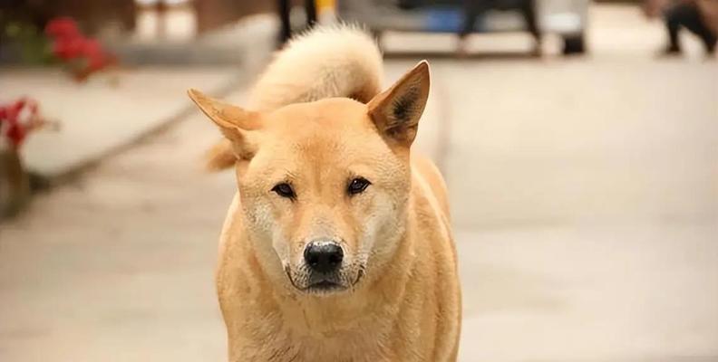 土狗（揭秘土狗为什么如此容易饲养）(图2)