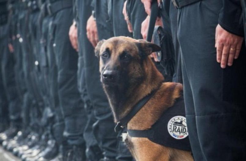 警犬携手战斗——以什么狗为主?(选择合适的犬种,提升警犬工作效能)(图2) 警犬携手战斗——以什么狗为主?(选择合适的犬种,提升警犬工作效能)(图2)