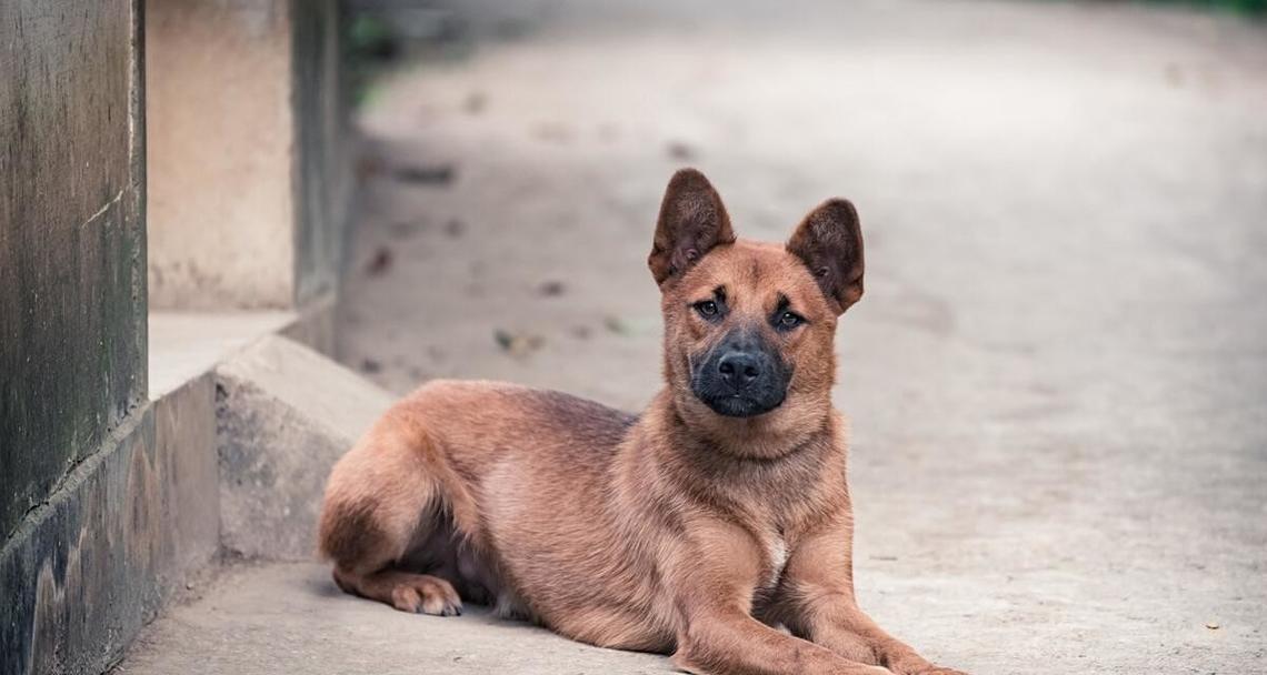 土狗（揭秘土狗为什么如此容易饲养） - 悠悠酷狗网