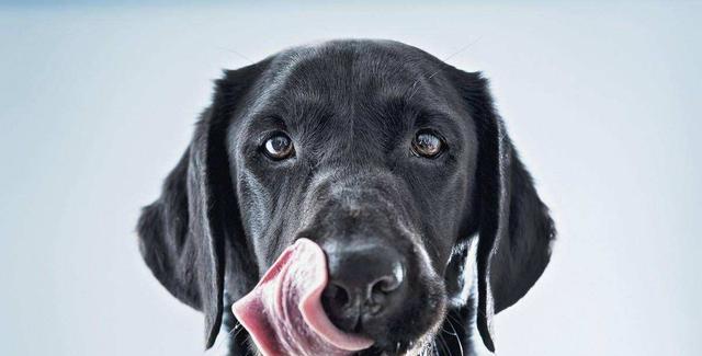 狗狗嘴红的原因解析(探究狗狗嘴巴发红的常见原因及应对方法)(图2) 狗狗嘴红的原因解析(探究狗狗嘴巴发红的常见原因及应对方法)(图2)