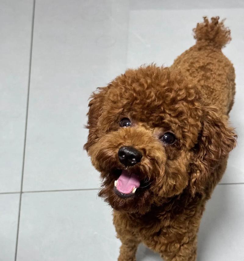 狗狗嘴红的原因解析(探究狗狗嘴巴发红的常见原因及应对方法)(图3) 狗狗嘴红的原因解析(探究狗狗嘴巴发红的常见原因及应对方法)(图3)