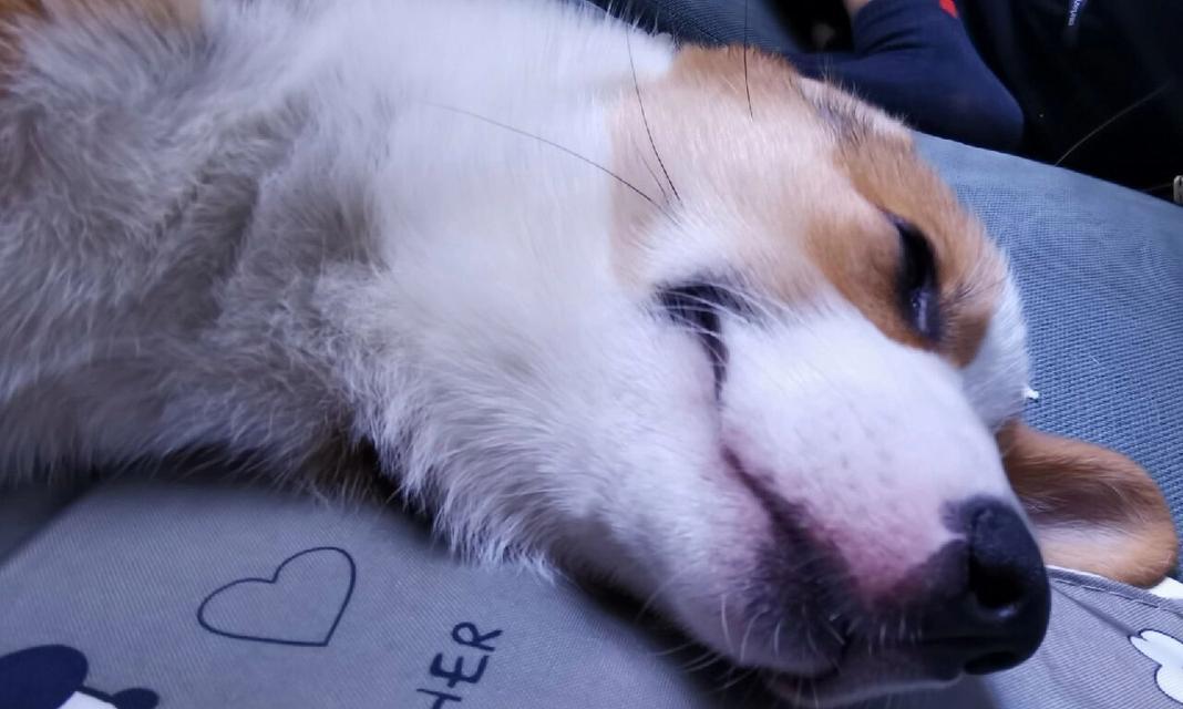 狗狗嘴红的原因解析（探究狗狗嘴巴发红的常见原因及应对方法） - 悠悠酷狗网