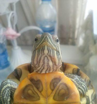 乌龟脖子脱皮的原因和生理机制详解，促健康护理指南 - 悠悠酷狗网