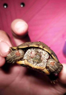 海龟不吃东西的原因与应对措施详解(图3)