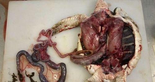 海龟不吃东西的原因与应对措施详解(图1)