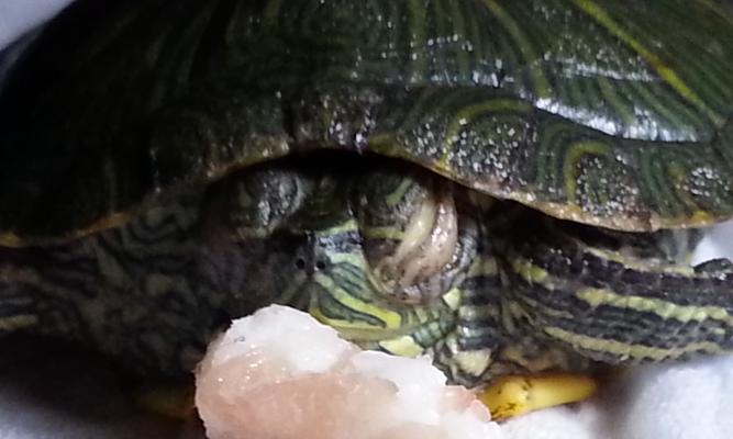 海龟不吃东西的原因与应对措施详解(图2)