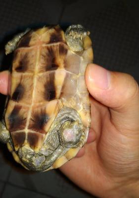 乌龟脖子脱皮的原因和生理机制详解，促健康护理指南(图2)