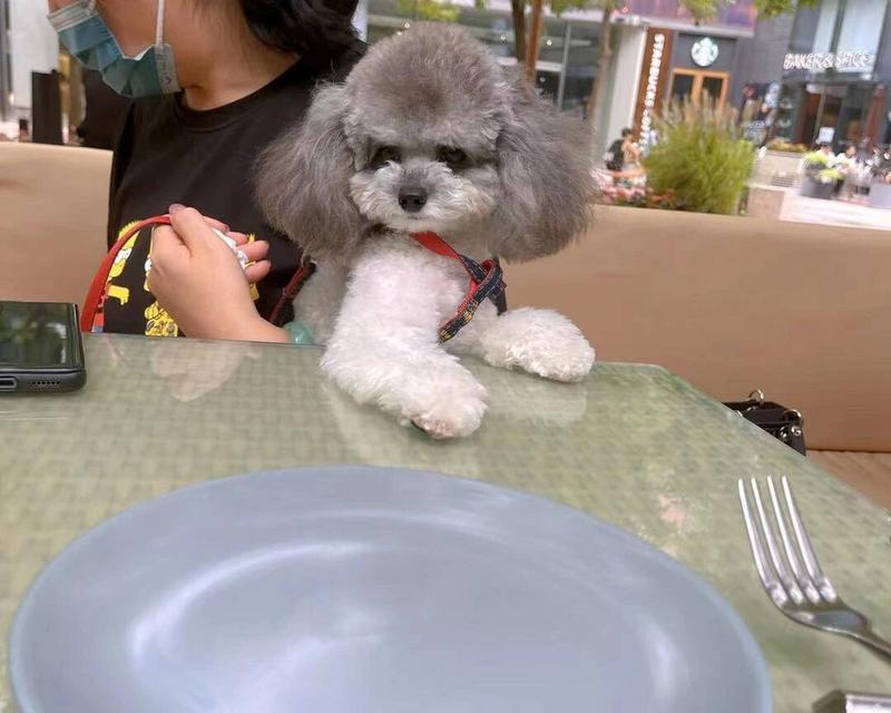 八个月泰迪狗科学饮食指南，助力健康成长与活力(图3)