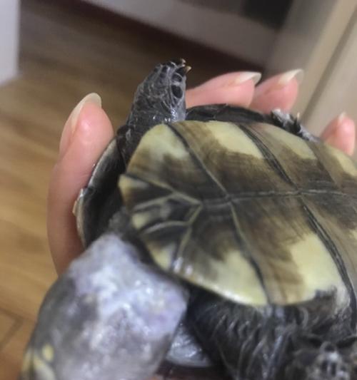 乌龟脖子脱皮的原因和生理机制详解，促健康护理指南(图3)