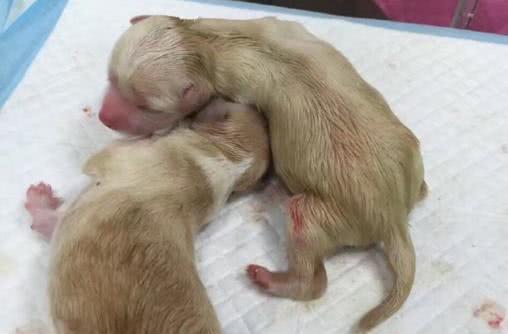 狗狗最佳生产时间与护理指南，确保母犬健康安全(图2)