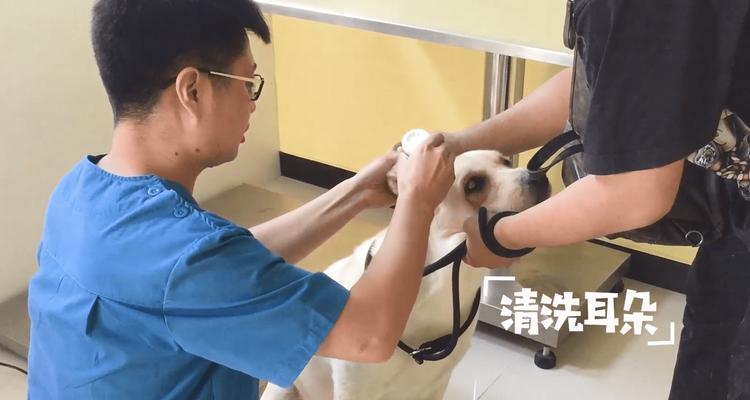 拉布拉多幼犬耳朵护理指南：正确洗耳的方法与注意事项 - 悠悠酷狗网