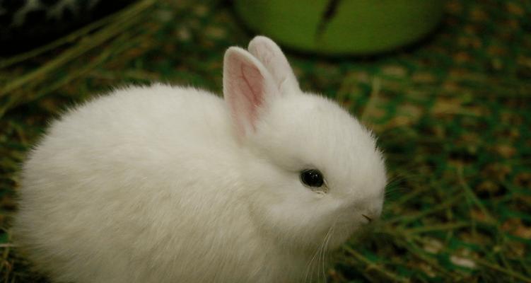 利用网络资源养兔子，让养兔变得更轻松顺利(图1)