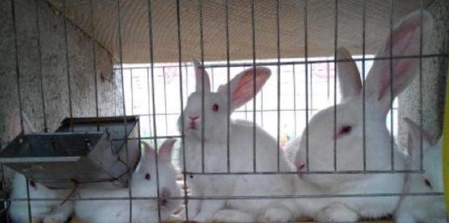 利用网络资源养兔子，让养兔变得更轻松顺利(图2)