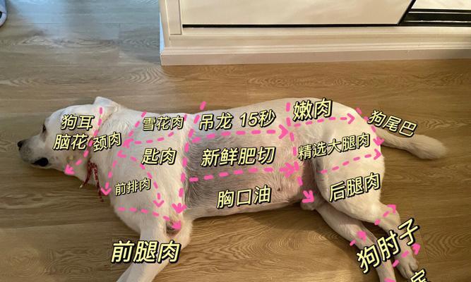 拉布拉多幼犬耳朵护理指南：正确洗耳的方法与注意事项(图2)