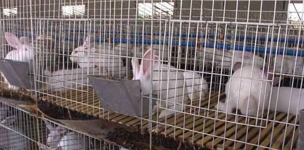 利用网络资源养兔子，让养兔变得更轻松顺利(图3)