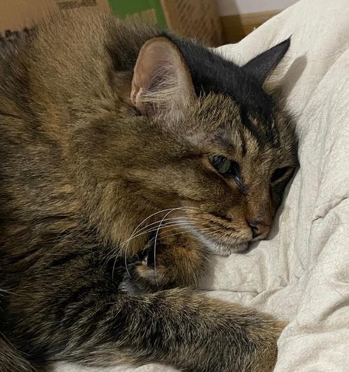 猫咪不停叫的原因及解读方法，了解猫的叫声奥秘(图2)