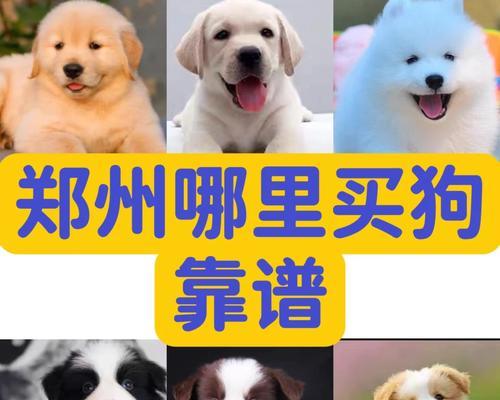狗狗最佳生产时间与护理指南，确保母犬健康安全(图1)