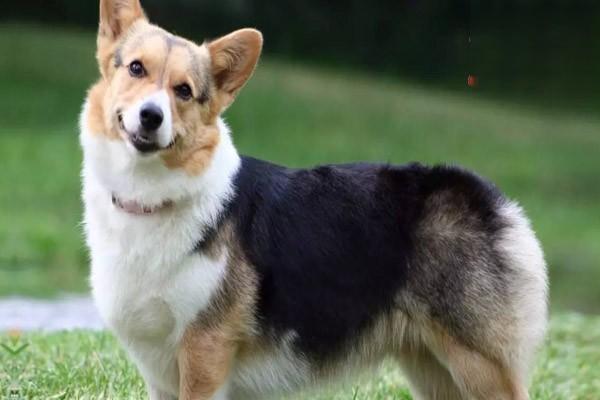 犬猫趾间脓皮症 - 悠悠酷狗网