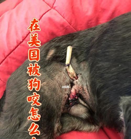 可爱勇敢的宠物狗狗鸡鸡带来无限温暖与快乐(图2)