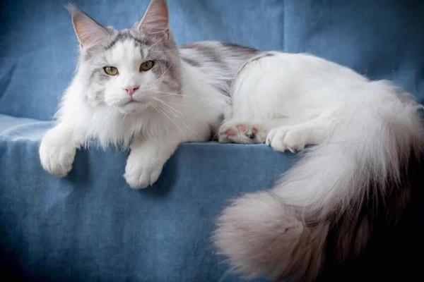 犬猫退行性关节炎 - 悠悠酷狗网