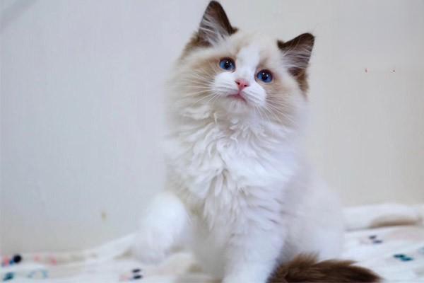 犬猫退行性关节炎 犬猫退行性关节炎(图2)