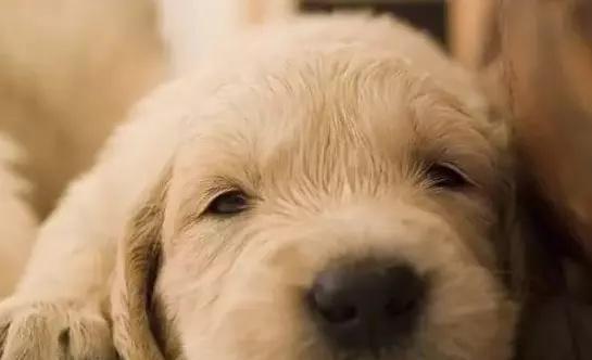 狗狗为什么会不断打嗝？（揭秘狗狗打嗝的原因及应对方法）(图2)