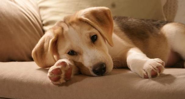 狗狗为什么会不断打嗝？（揭秘狗狗打嗝的原因及应对方法）(图1)