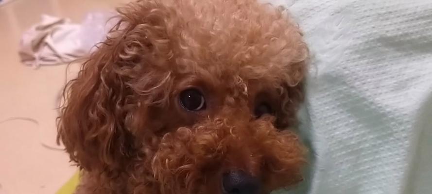 狗狗为什么会不断打嗝？（揭秘狗狗打嗝的原因及应对方法）(图3)