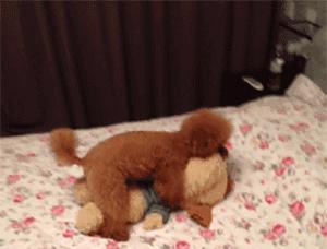 泰迪犬配种的最佳季节（解析泰迪犬适宜配种的季节及相关因素）(图2)