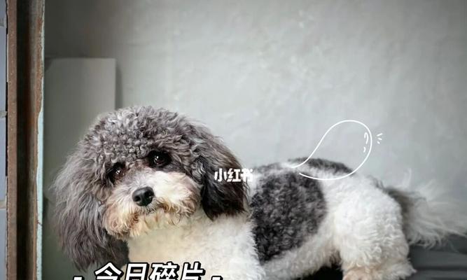 泰迪犬配种的最佳季节（解析泰迪犬适宜配种的季节及相关因素）(图3)