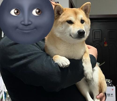 幼犬何时适合外出散步？（探讨幼犬出门散步的最佳时间和条件）(图3)