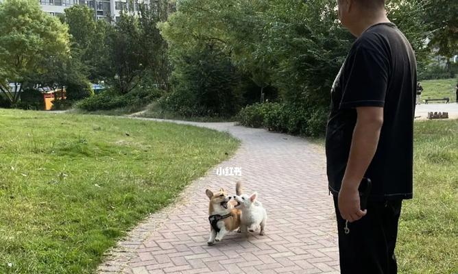 幼犬何时适合外出散步？（探讨幼犬出门散步的最佳时间和条件）(图2)