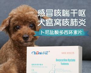 狗狗嗓子痛该如何治疗？（探讨适用于狗狗嗓子痛的药物和治疗方法） - 悠悠酷狗网