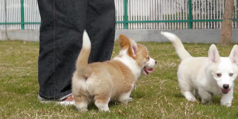 幼犬何时适合外出散步？（探讨幼犬出门散步的最佳时间和条件）(图1)