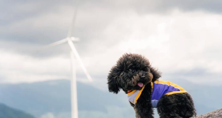 泰迪犬配种的最佳季节（解析泰迪犬适宜配种的季节及相关因素） - 悠悠酷狗网