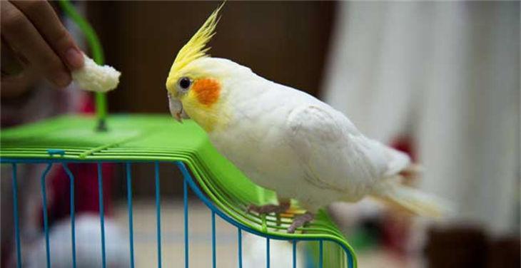 家庭养鹦鹉，一个好养的宠物选择（选择鹦鹉作为家庭宠物，一起享受快乐时光）(图2)