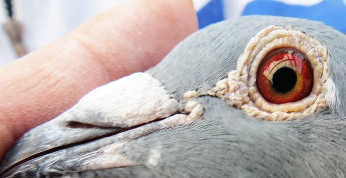 黄金血统的意义与特征（探索血统中的珍贵财富）(图3)