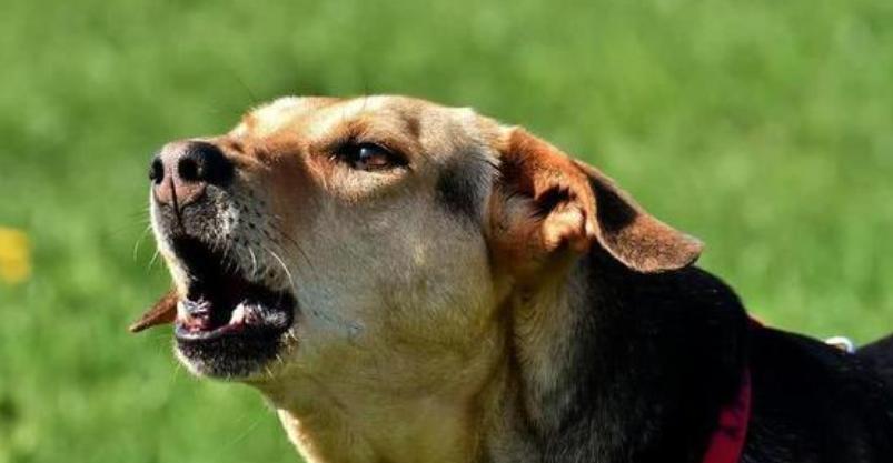 小狗喘气声音的原因（探究小狗喘气声音背后的原因和可能的健康问题）(图2)