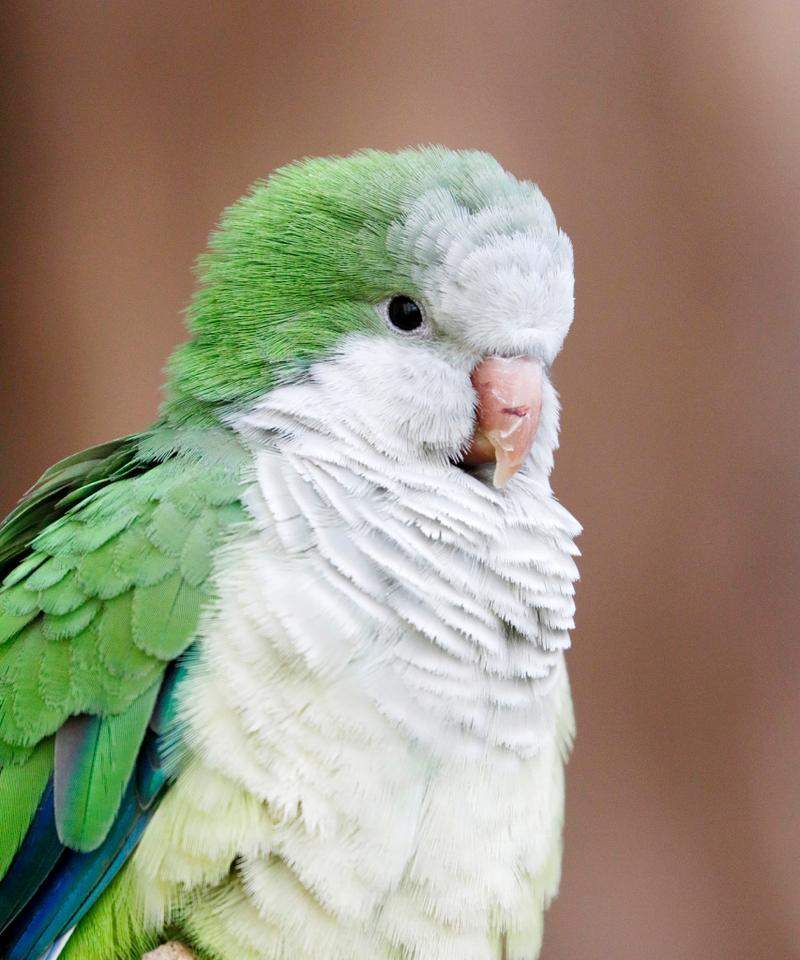 家庭养鹦鹉，一个好养的宠物选择（选择鹦鹉作为家庭宠物，一起享受快乐时光）(图1)