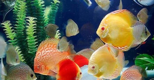 科学喂食时间（探索合适的喂食时间以促进鱼类生长和健康） - 悠悠酷狗网