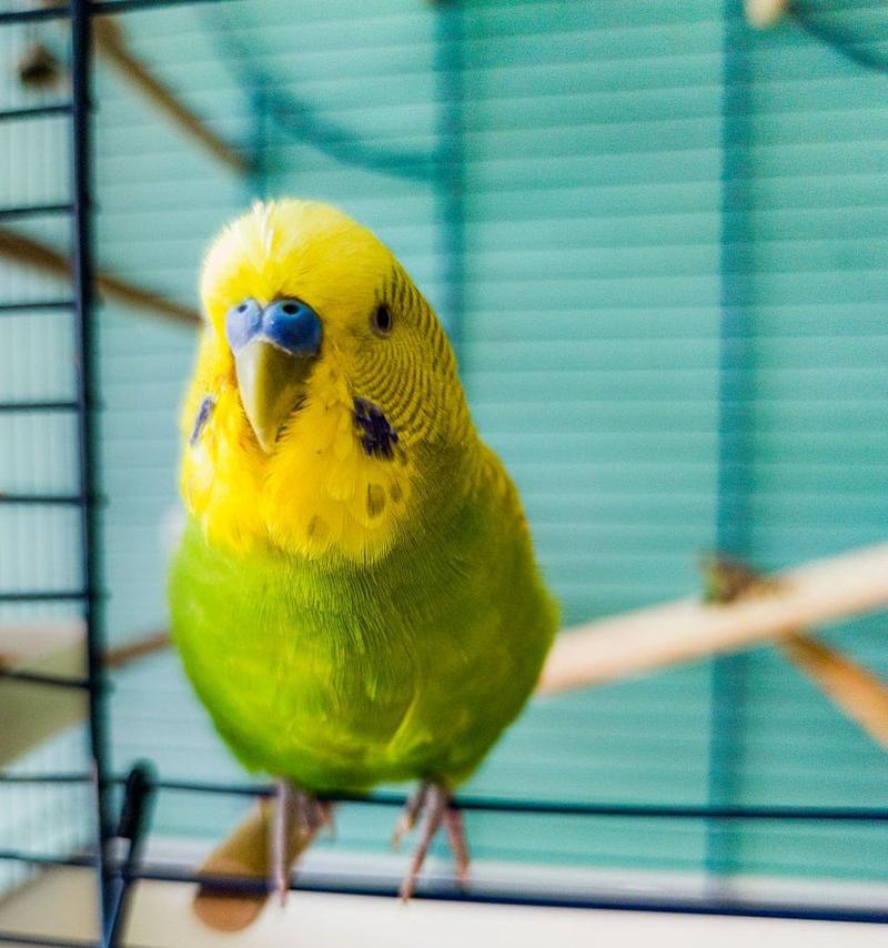 家庭养鹦鹉，一个好养的宠物选择（选择鹦鹉作为家庭宠物，一起享受快乐时光）(图3)