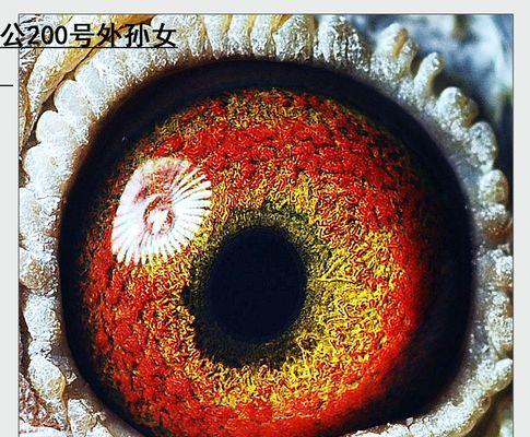 黄金血统的意义与特征（探索血统中的珍贵财富） - 悠悠酷狗网