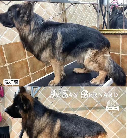 宠物护毛素的替代品推荐（寻找更自然的宠物护理选择）(图3)