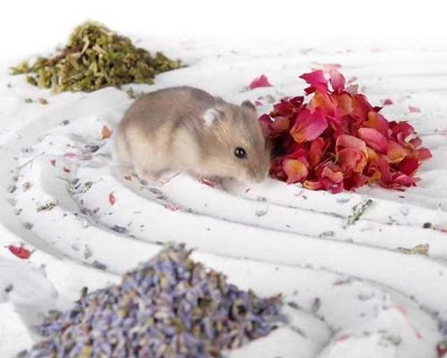 明智选择仓鼠洗澡时机,确保宠物健康与舒适(图1) 明智选择仓鼠洗澡时机,确保宠物健康与舒适(图1)