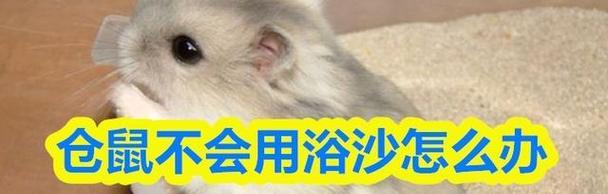 明智选择仓鼠洗澡时机,确保宠物健康与舒适(图2) 明智选择仓鼠洗澡时机,确保宠物健康与舒适(图2)