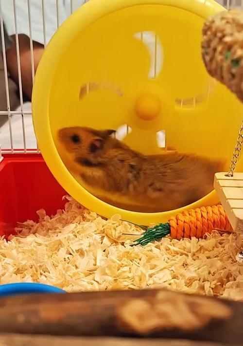 明智选择仓鼠洗澡时机,确保宠物健康与舒适(图3) 明智选择仓鼠洗澡时机,确保宠物健康与舒适(图3)