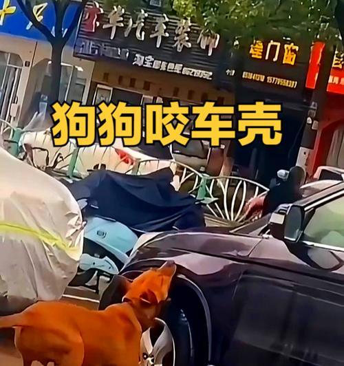 了解狗狗咬自己行为原因与有效应对策略(图2) 了解狗狗咬自己行为原因与有效应对策略(图2)